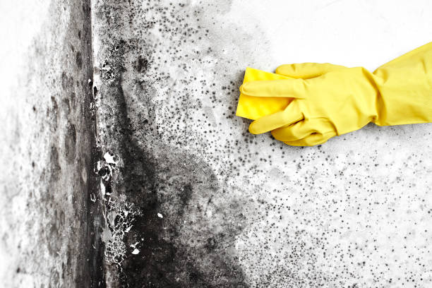 Best Attic Mold Removal  in Adams, WI