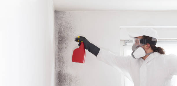 Best Black Mold Removal  in Adams, WI