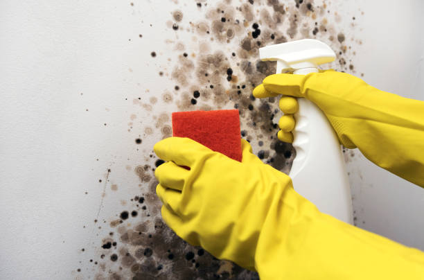 Best Office Mold Removal Services  in Adams, WI