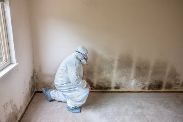Best Emergency Mold Removal  in Adams, WI