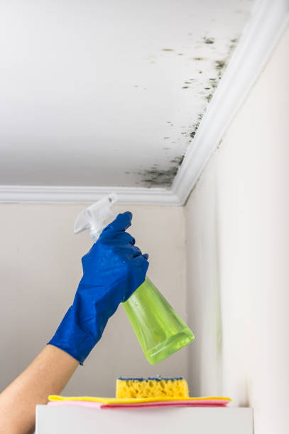 Best Commercial Mold Removal  in Adams, WI